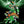 Laden Sie das Bild in den Galerie-Viewer, Cogo 2703 - Transforming Mech Stegosaurus 2in1 Roboter Dino - 587 Klemmbausteine
